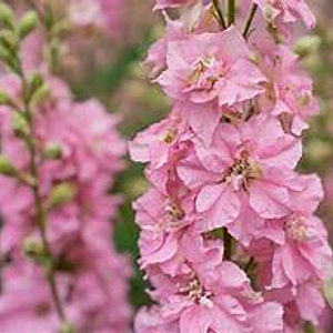 Delphinium 'Delphis Pink Power' GM  P11