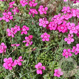 Dianthus grat. 'Asnelliken' GM P9