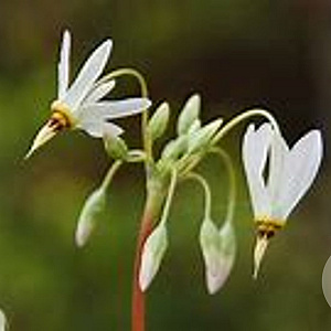 Dodecatheon meadia 'Album' GM P9