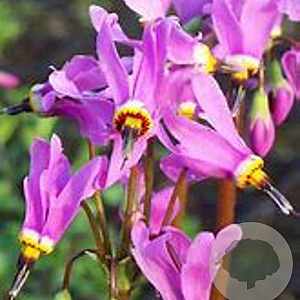 Dodecatheon meadia 'Queen Victoria' GM P9