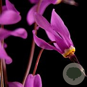 Dodecatheon pulchellum 'Red Wings' GM P9