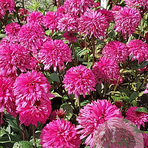 Echinacea 'Blackberry Truffle' GM P9