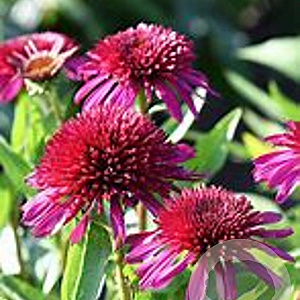 Echinacea Blueberry Cheesecake GM P9