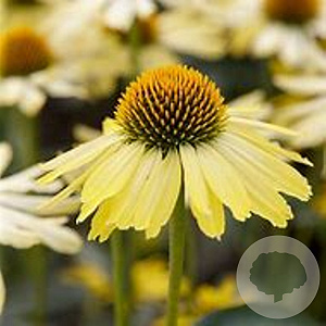 Echinacea 'Cleopatra' GM P9