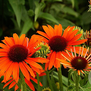 Echinacea Orange Skipper GM P9