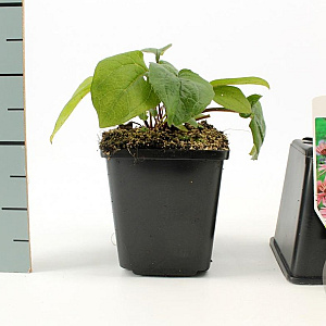 Echinacea p. 'Magnus' GM P9