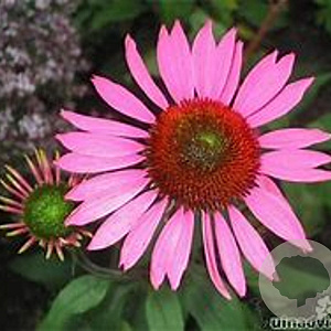 Echinacea p. 'Pica Bella' GM P9