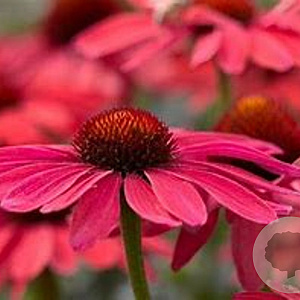 Echinacea p. Sweet Meadow Mama GM P9
