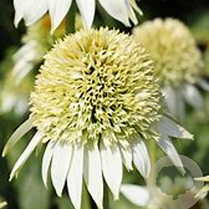 Echinacea p. 'White Double Delight' GM P9