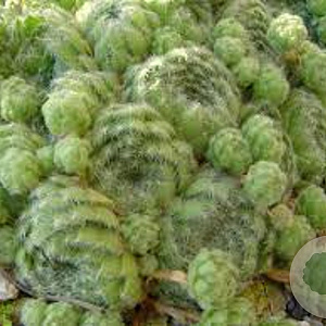 Sempervivum ciliosum borisii GM P9