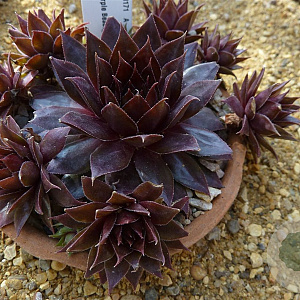 Sempervivum 'Dark Beauty' GM P9