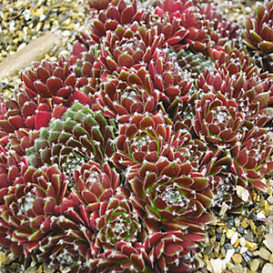 Sempervivum 'Silberkarneol' GM P9