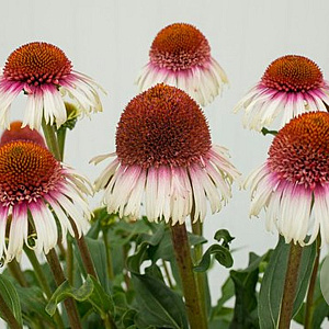 Echinacea 'Strawberry and Cream' GM P9