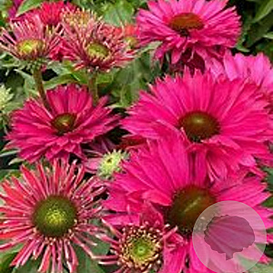 Echinacea Sunseekers Sweet Fuchsia GM P9