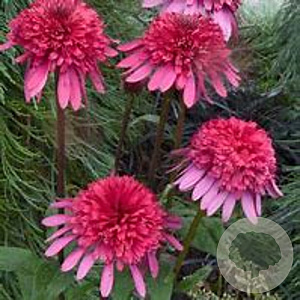 Echinacea Supreme Elegance GM P9