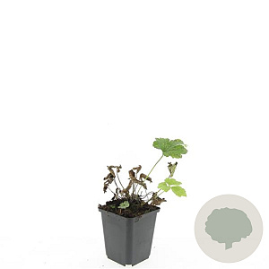 Anemone tom. 'Robustissima' GM P9