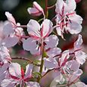 Epilobium ang. 'Stahl Rose' GM P9