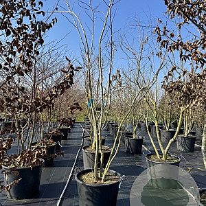 Albizia julibrissin 300-325 cm cont. 130L meerstammig