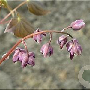 Epimedium gr. 'Rubinkrone' GM P9