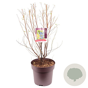 Ceanothus del. 'Henri Défossé' 60-80 cm 10L