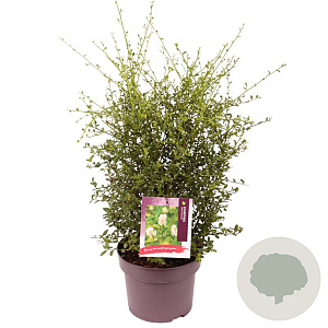 Ceanothus 'Snow Flurries' 40 cm 5,0L