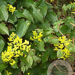 Epimedium perralc. 'Frohnleiten' GM P9