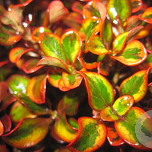 Coprosma r. 'Tequilla Sunrise' 15-20 cm 3,0L