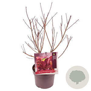 Cotinus Dusky Maiden 40-50 cm 3,0L