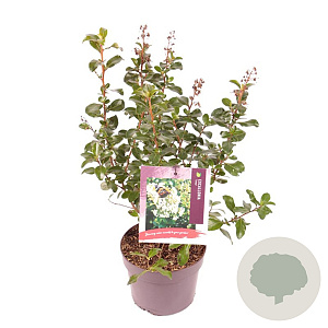 Escallonia 'Iveyi' 20-30 cm 2,0L