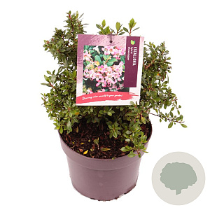 Escallonia laevis Showstopper 15-20 cm 3,0L