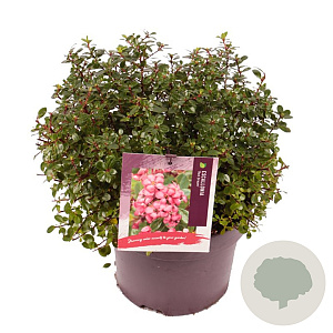 Escallonia 'Red Dream' 20-25 cm 5,0L