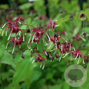 Epimedium 'Red Maximum' GM P9