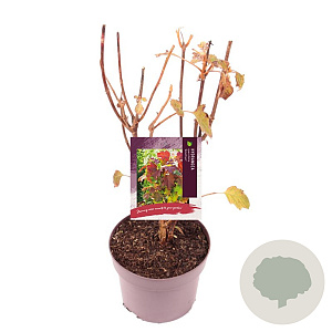 Hydrangea querc. 'Amethyst' 30-35 cm 3,0L