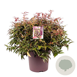 Leucothoe Carinella 40-60 cm 13L