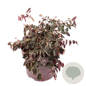 Loropetalum c. 'Pipa's Red' 40-50 cm 10L