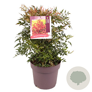 Nandina d. 'Gulf Stream' 30-40 cm 10L