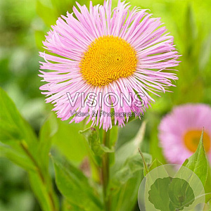 Erigeron glaucus GM P9