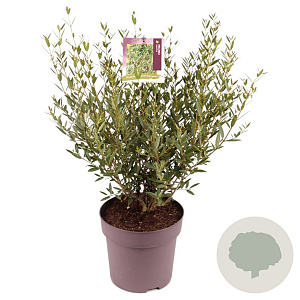 Phillyrea angustifolia 40-60 cm 10L