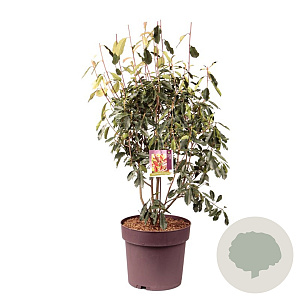 Photinia fraseri Thin Red 80-100 cm 20L