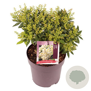Pieris jap. 'Sarabande' 20-25 cm 2,0L