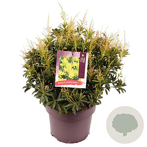 Pieris jap. 'Sinfonia' 30-40 cm 5,0L