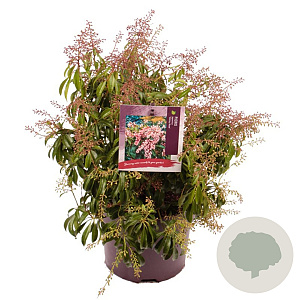 Pieris jap. 'Valley Rose' 25-30 cm 5,0L