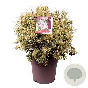 Pieris jap. 'Variegata' 50-60 cm 13L