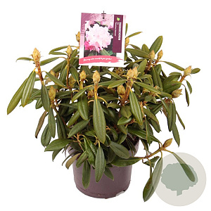 Rhododendron (Y) 'Carol. Allbrook' 25-30 cm 5,0L