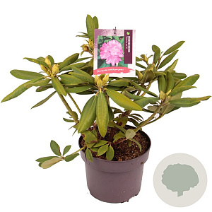Rhododendron 'Catharine van Tol' 30-40 cm 5,0L