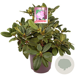 Rhododendron 'Germania' 50-60 cm 13L