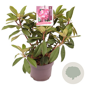 Rhododendron (AK) 'Junifeuer' 30-40 cm 5,0L