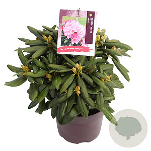 Rhododendron (Y) 'Kalinka' 25-30 cm 5,0L