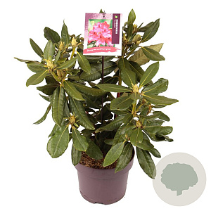 Rhododendron 'Nova Zembla' 30-40 cm 4,0L