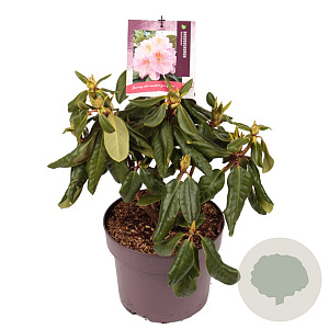 Rhododendron 'Scintillation' 30-40 cm 5,0L